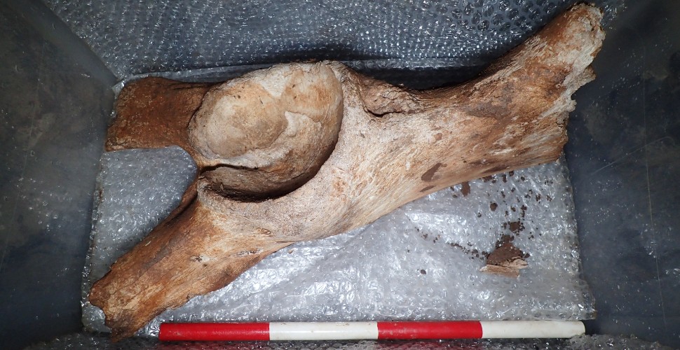 Mammoth pelvic bone